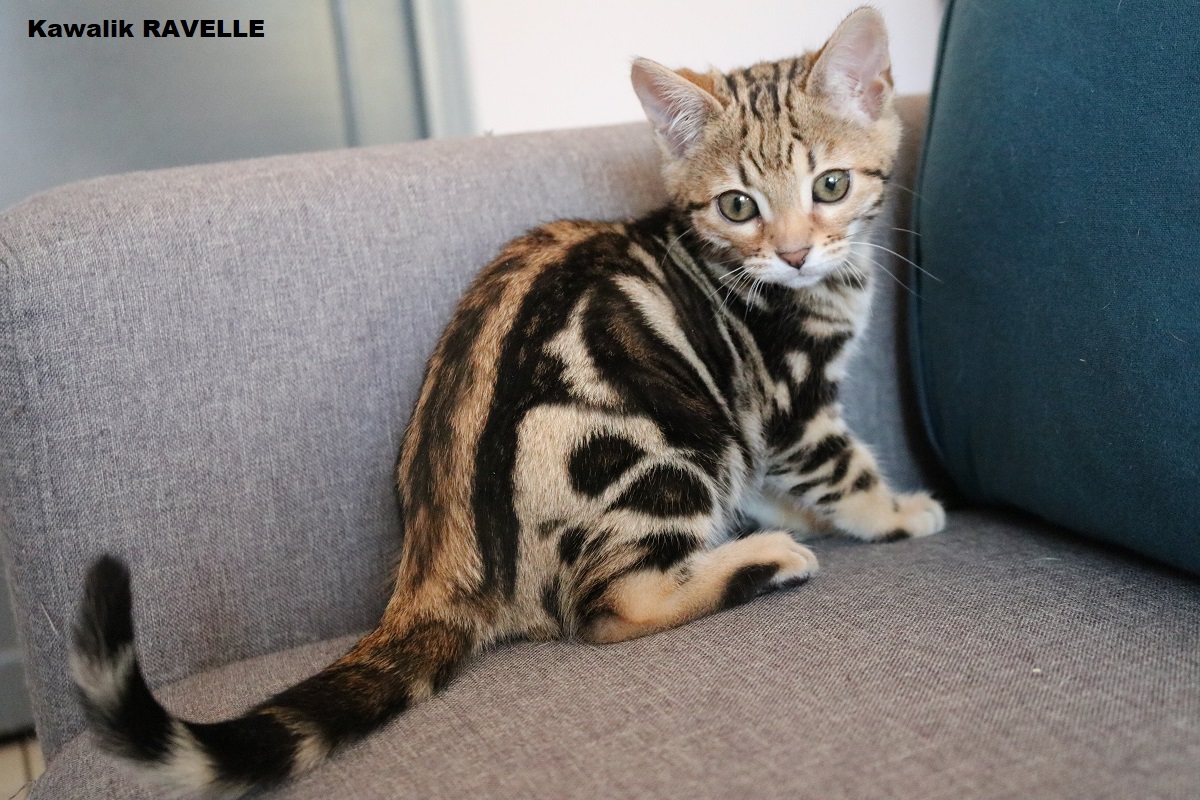 BENGAL MARBLE